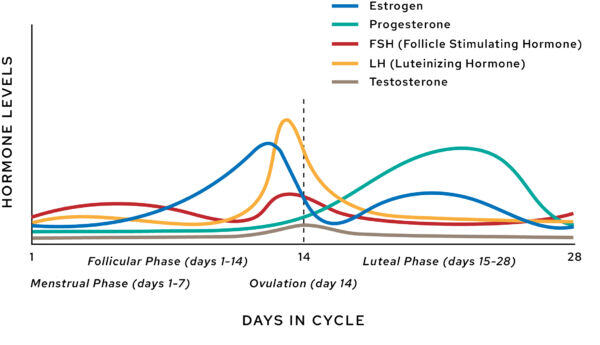 female hormones graph