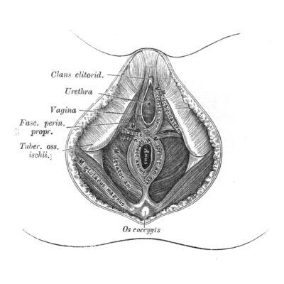 anatomy